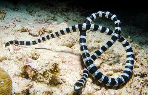 Belcherio jūros gyvatė