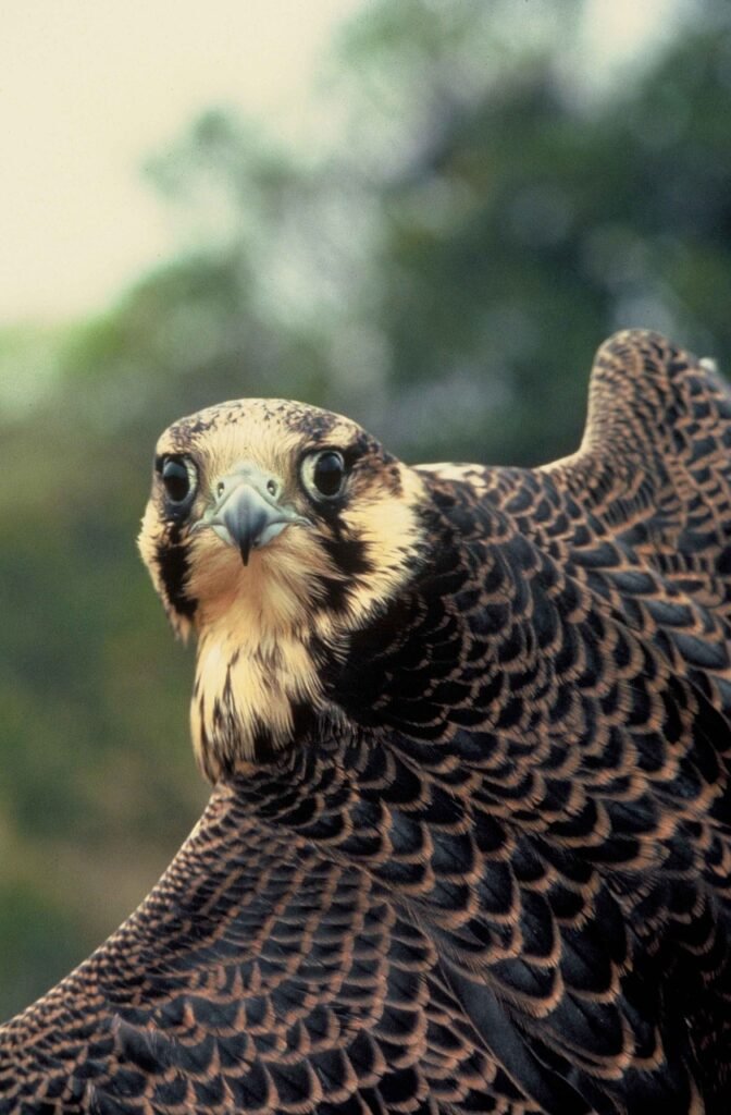 Sakalas (Peregrine Falcon)