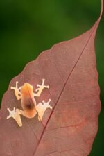 4 didžiausios varlių rūšys Pasaulyje