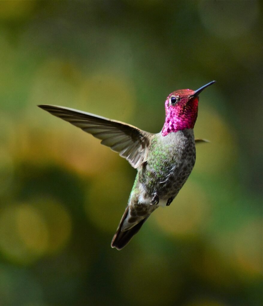 Kolibris (Calipte anna)