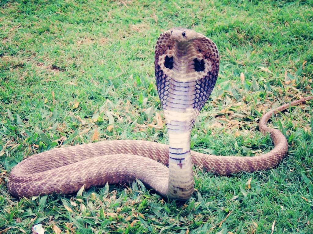 karališkoji kobra