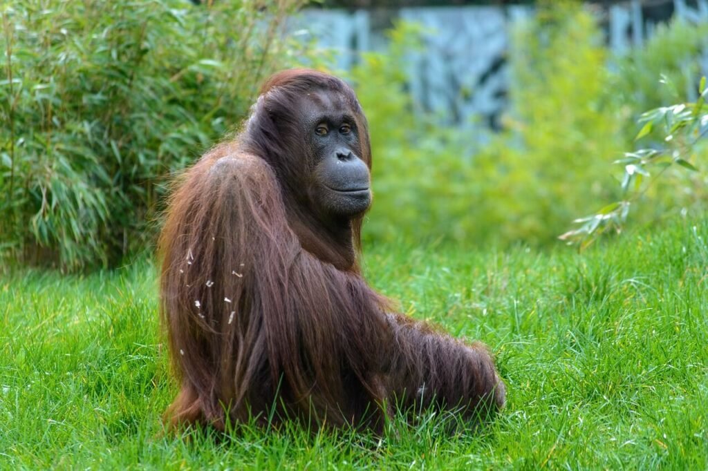 Orangutanas