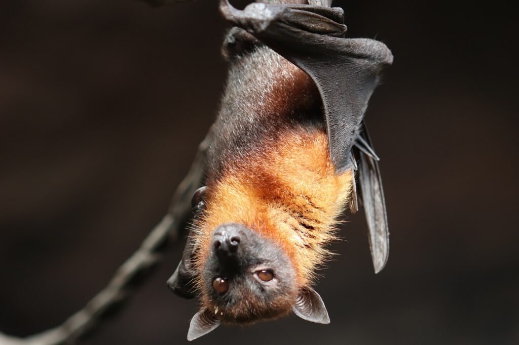 Brazilijos  šikšnosparnis (Tadarida brasiliensis):