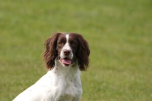 Anglų springerspanielis (English Springer Spaniel)