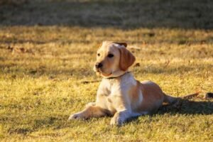 Auksaspalvis retriveris (Golden Retriever)