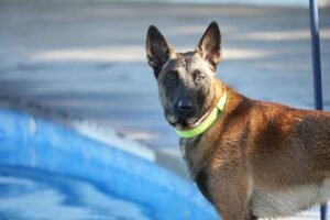 Belgų aviganis (Belgian shepherd)