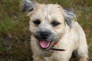 Borderterjeras (Border Terrier)