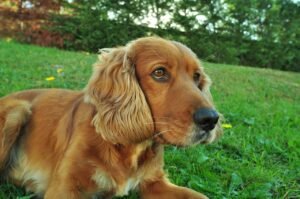 Kokerspanieliai (Cocker Spaniel)