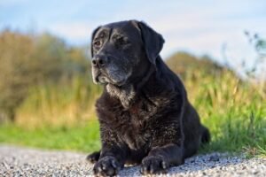 Labradoro retriveris (Labrador Retriever)