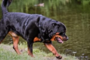 Rotveileris (Rottweiler)