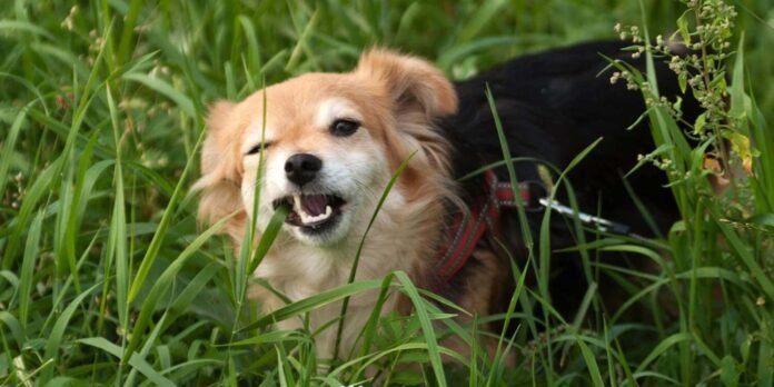 kodėl šunys valgo žolę