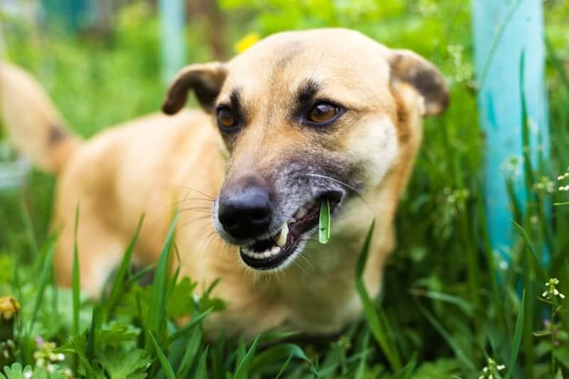 šuo valgantis žolę
