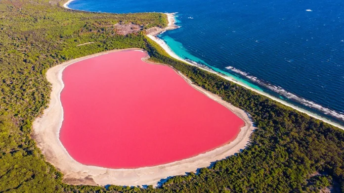 rozinis ezeras australijoje