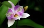 Orchidėjų priežiūra: 5 taisyklės, kurias privalote žinoti