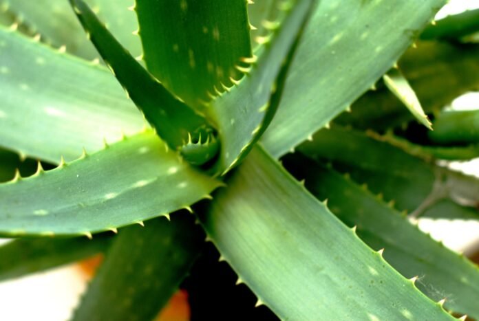 Naudingi augalai namuose ir sode, tokie, kaip aloe vera