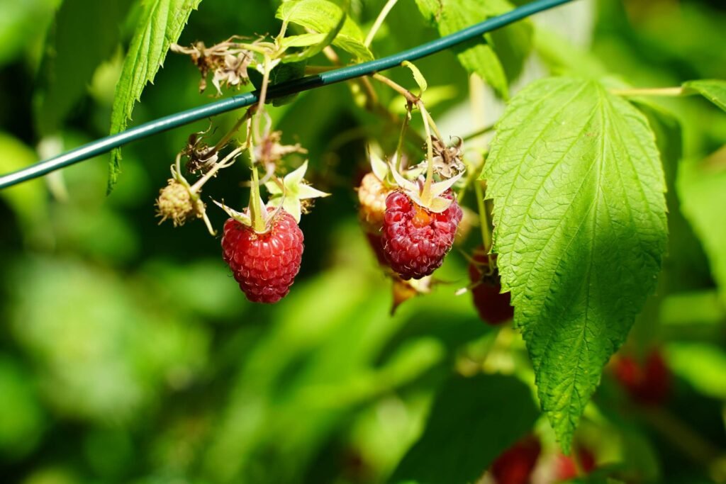 Sunokusios avietės ir jų lapai – gamtos dovana ir aviečių lapų nauda virškinimui ir sveikatai